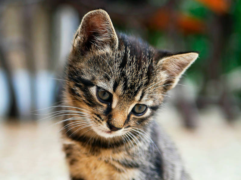 A kitten.