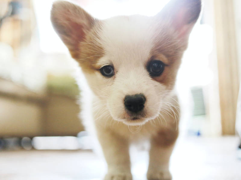 Another puppy.