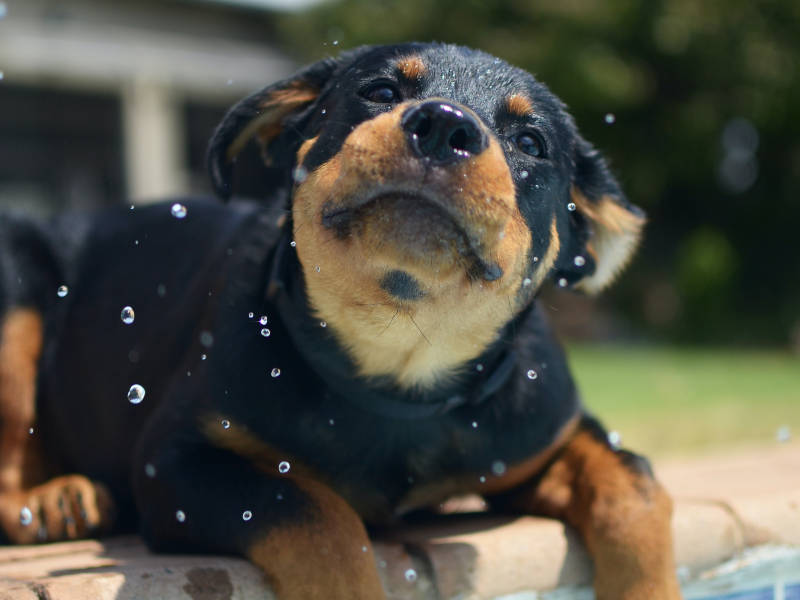 A puppy.